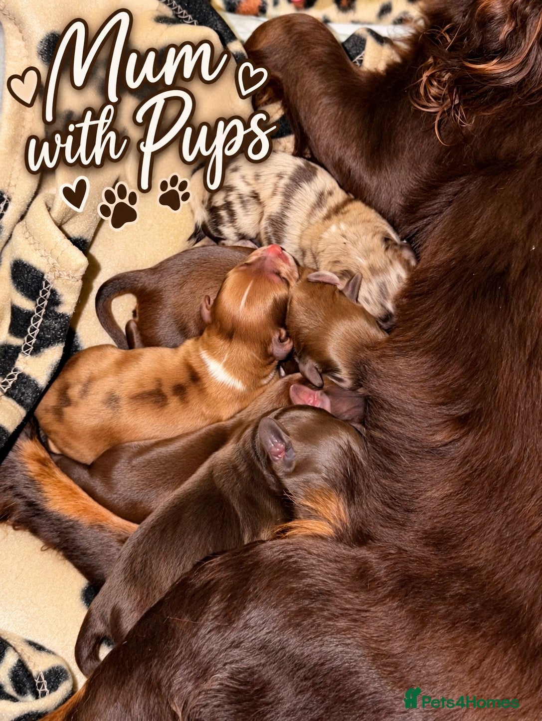 Cocker Spaniel dogs Gorgeous Male Cocker Spaniel Puppies for Sale - Advert 2