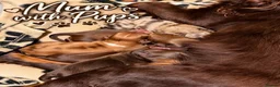 Cocker Spaniel dogs for sale: Gorgeous Male Cocker Spaniel Puppies for Sale - Advert 2