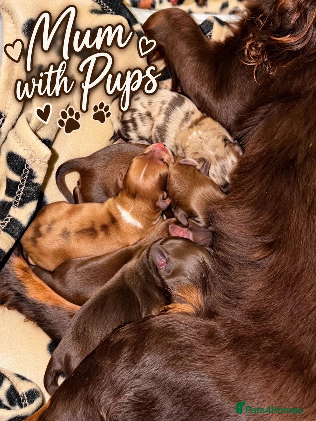Cocker Spaniel dogs for sale: Gorgeous Male Cocker Spaniel Puppies for Sale - Advert 2