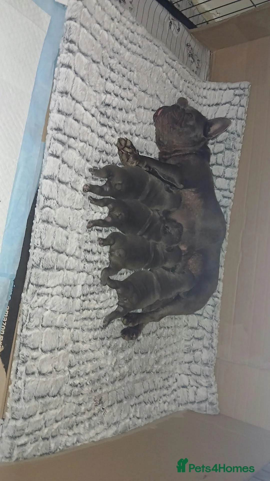 French Bulldog dogs for sale: KC REGISTERED French bulldog puppies - Advert 1