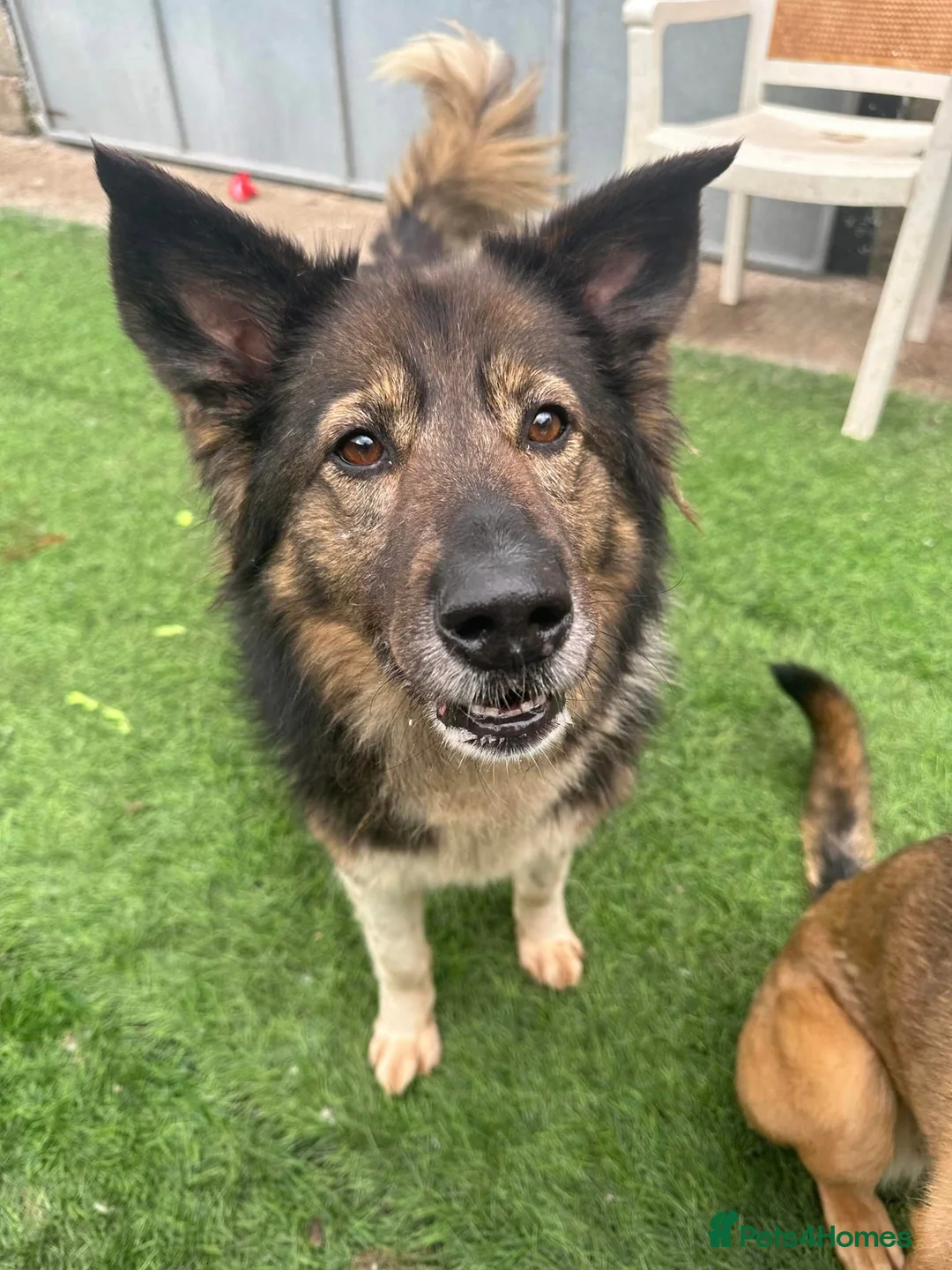 Mixed Breed dogs for adoption: Meet Dixie and Kiara, currently in Cheshire in Barry - Advert 9