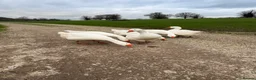 Geese poultry for sale: Hatching Eggs Embden Geese - Advert 3