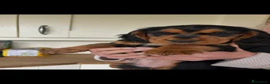 Cocker Spaniel Puppy 1
