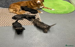 Cairn Terrier dogs for sale: Adorable Cairn Terrier Puppies - Image 19