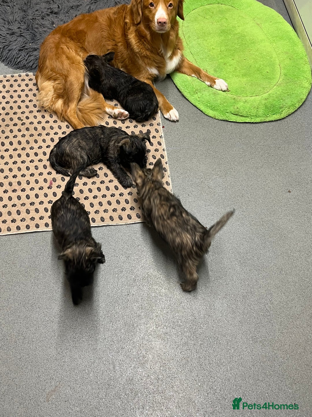 Cairn Terrier dogs for sale: Adorable Cairn Terrier Puppies - Image 19