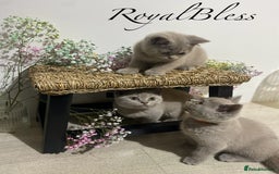 British Shorthair cats for sale: 👑ROYALBLESS STUNNING LILAC BRITISH SHORTHAIR  - Image 25