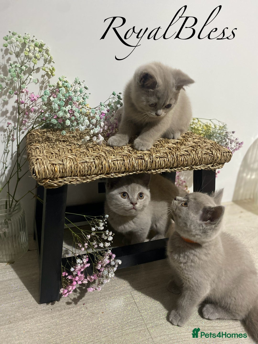 British Shorthair cats for sale: 👑ROYALBLESS STUNNING LILAC BRITISH SHORTHAIR  - Image 25