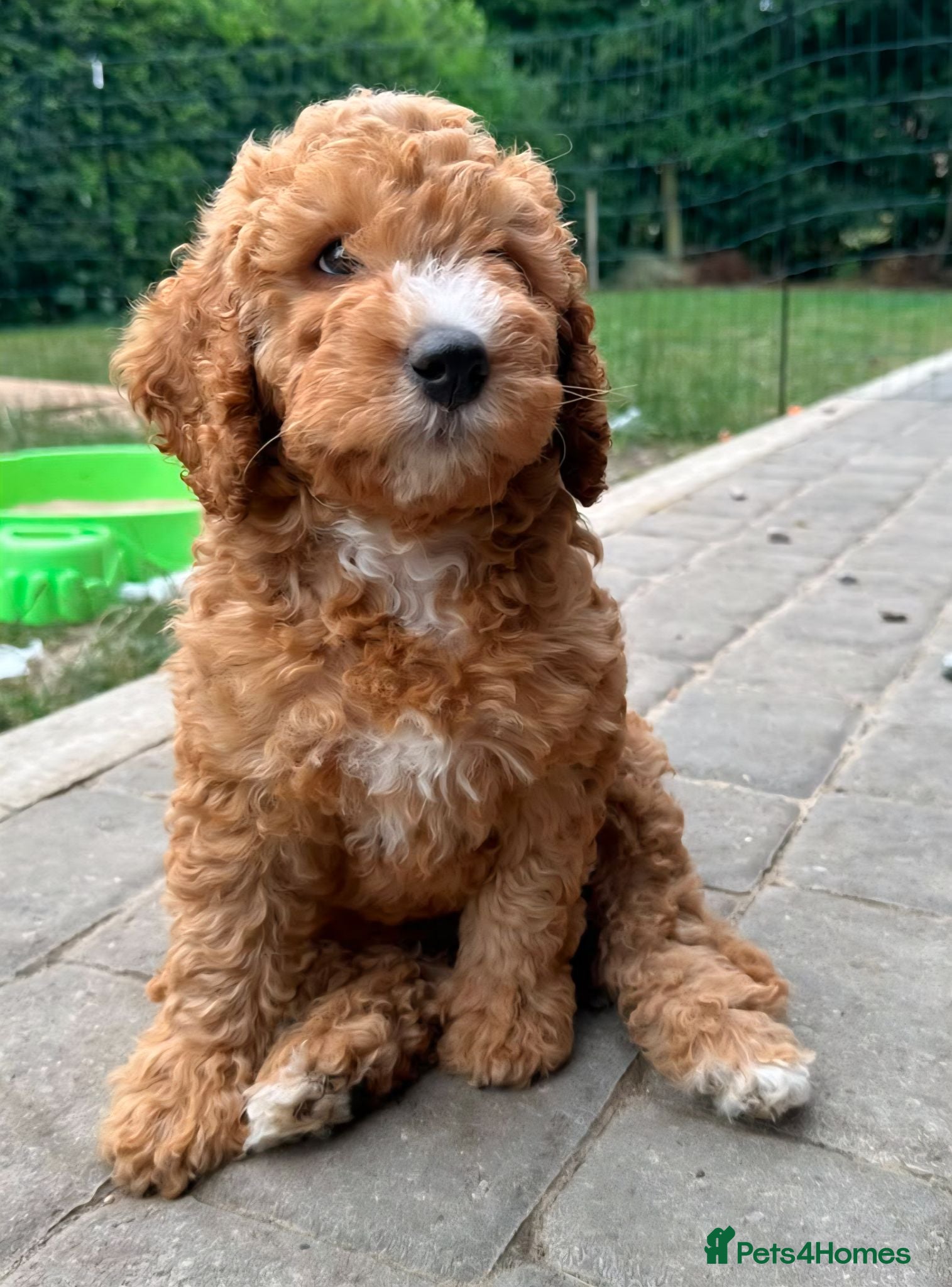 Cockapoo dogs Last beautiful cockapoo - 9 weeks  - Advert 1