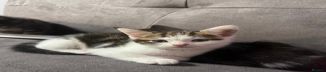 Domestic Shorthair Kitten 1