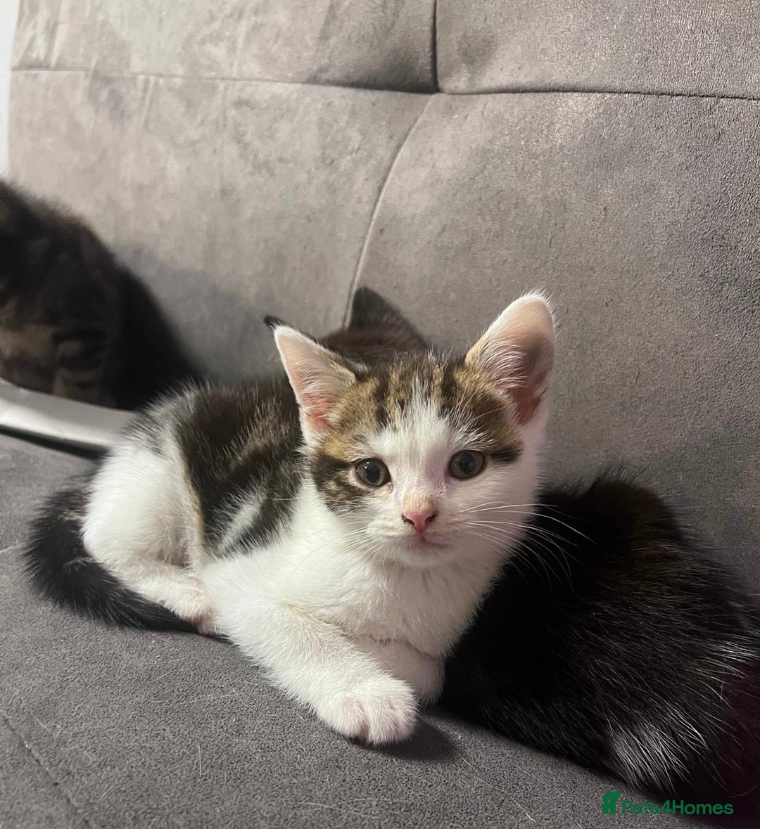 Domestic Shorthair cats for sale: 3 Beautiful tabby x British Short Hair ready - Image 7