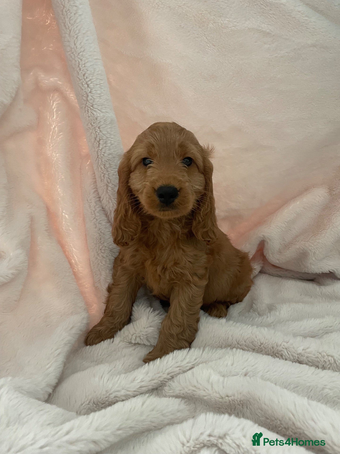 Cockapoo dogs F1 Cockapoos READY TO LEAVE NOW  - Advert 1