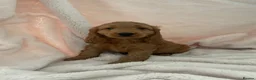 Cockapoo dogs for sale: F1 Cockapoos READY TO LEAVE NOW  - Advert 17