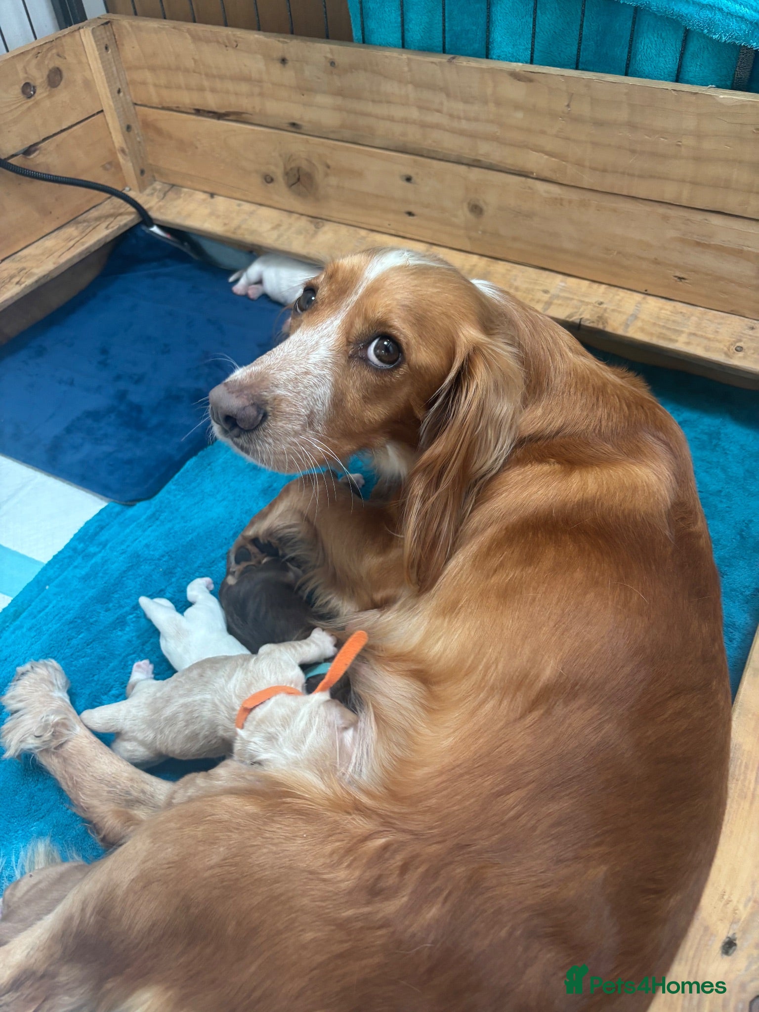 Cocker Spaniel dogs Show x working pups - Advert 13