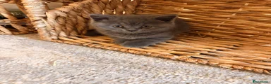 British Shorthair 4