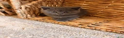 British Shorthair cats for sale: British shorthair kittens for sale  - Advert 3