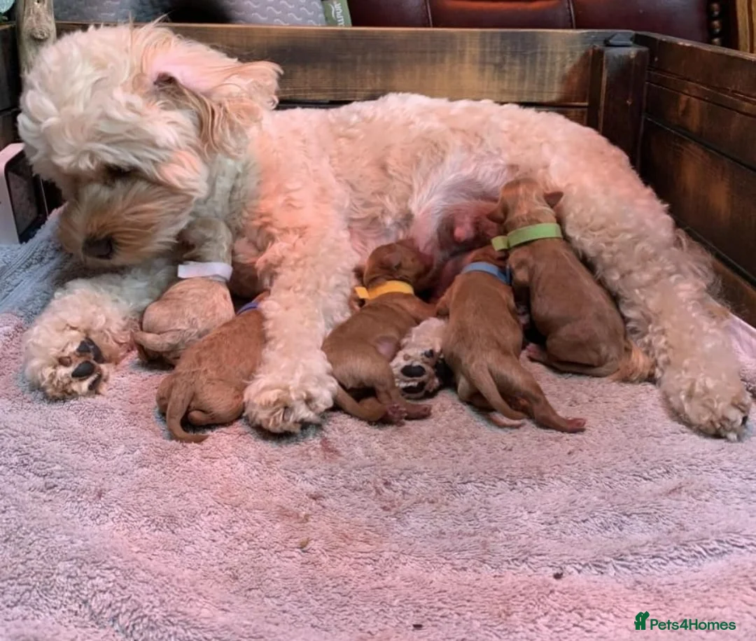 Cavapoo dogs for sale: Health tested Cavapoo puppies - Advert 3