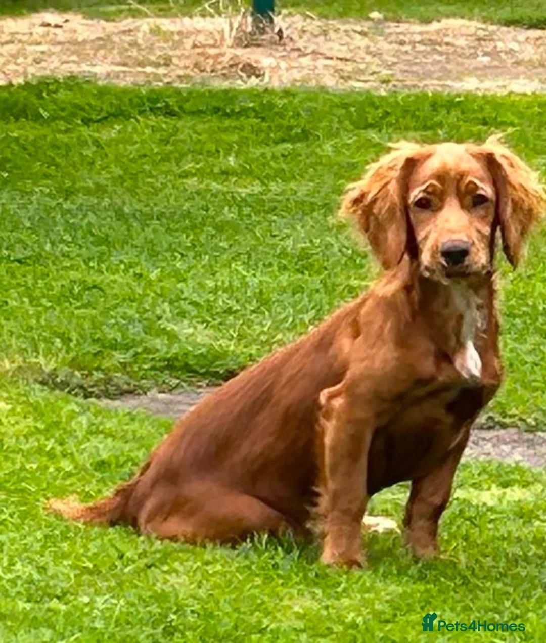 Cocker Spaniel dogs for sale: Cocker spaniel 5 months old  - Advert 2
