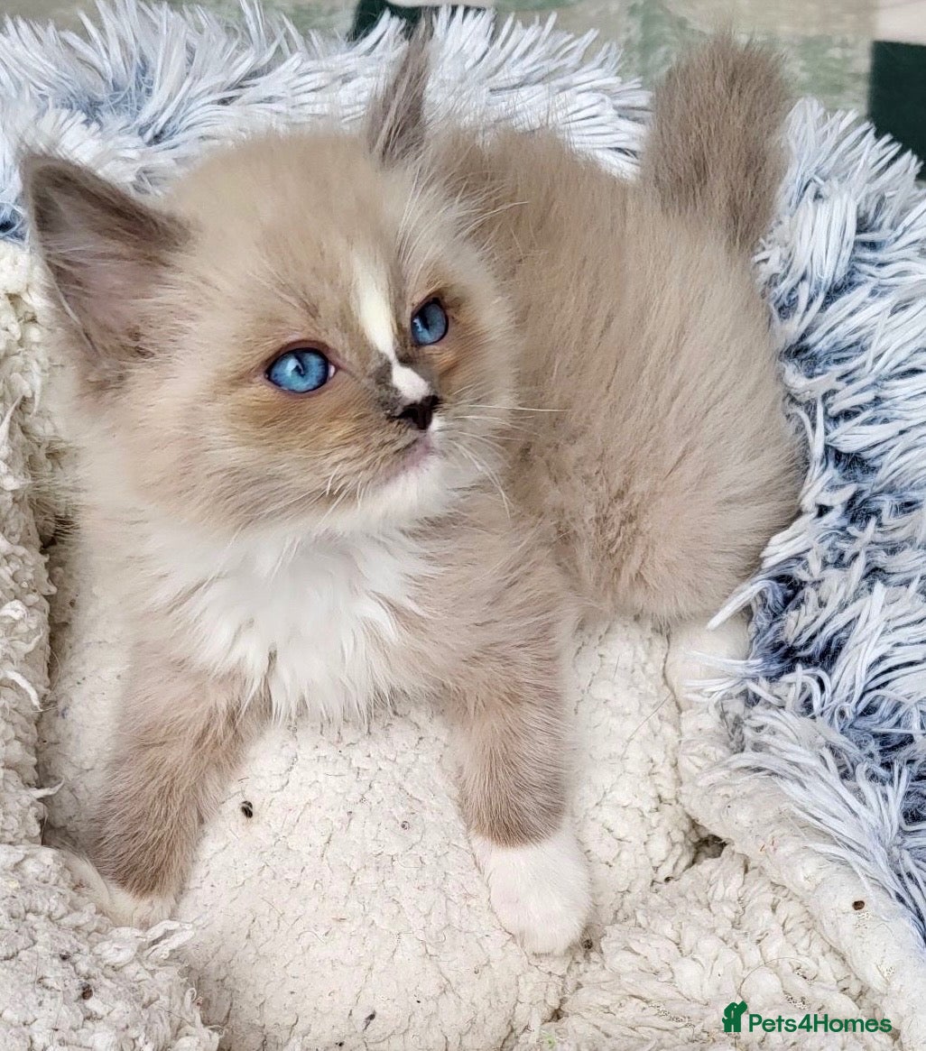 Ragdoll cats Tortie,Seal and Blue full pedigree  - Advert 4