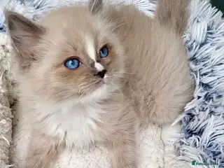 Ragdoll cats Tortie,Seal and Blue full pedigree - Advert 4