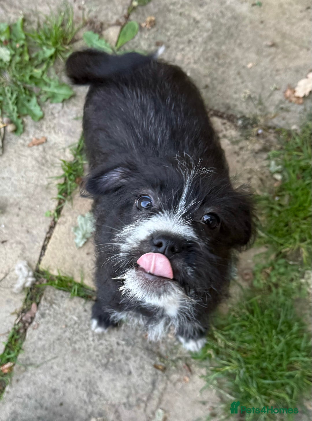 Glen of Imaal Terrier dogs for sale: Rare and beautiful  - Image 20