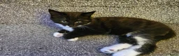 Mixed Breed cats for sale: Kittens 3 ready to leave now - Advert 12