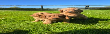 Cockapoo Puppy 5