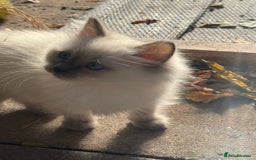 Ragdoll cats for sale: 🚨 Gorgeous, pedigree Ragdoll Puffballs! 🚨  - Image 14