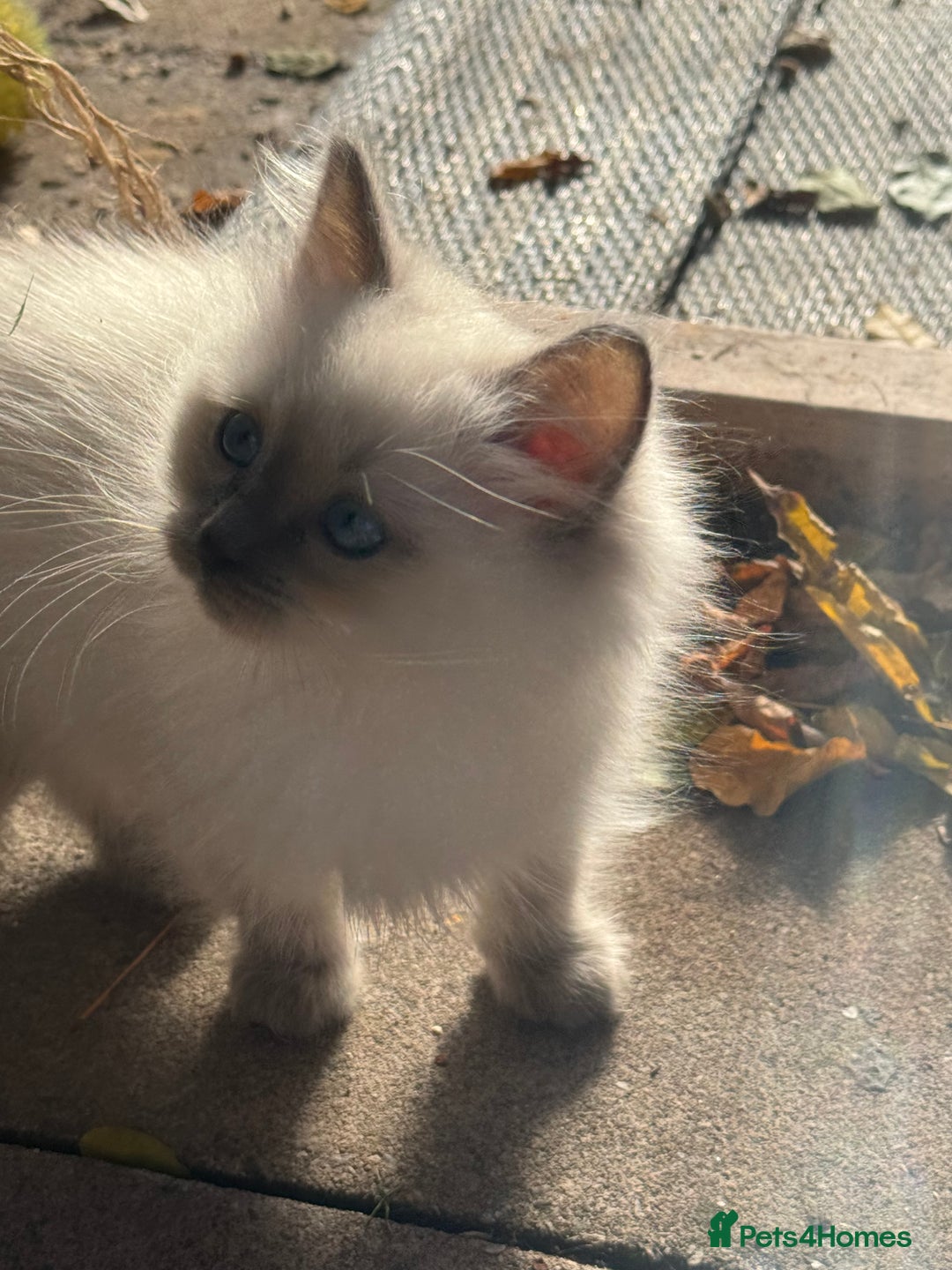 Ragdoll cats for sale: 🚨 Gorgeous, pedigree Ragdoll Puffballs! 🚨  - Image 14