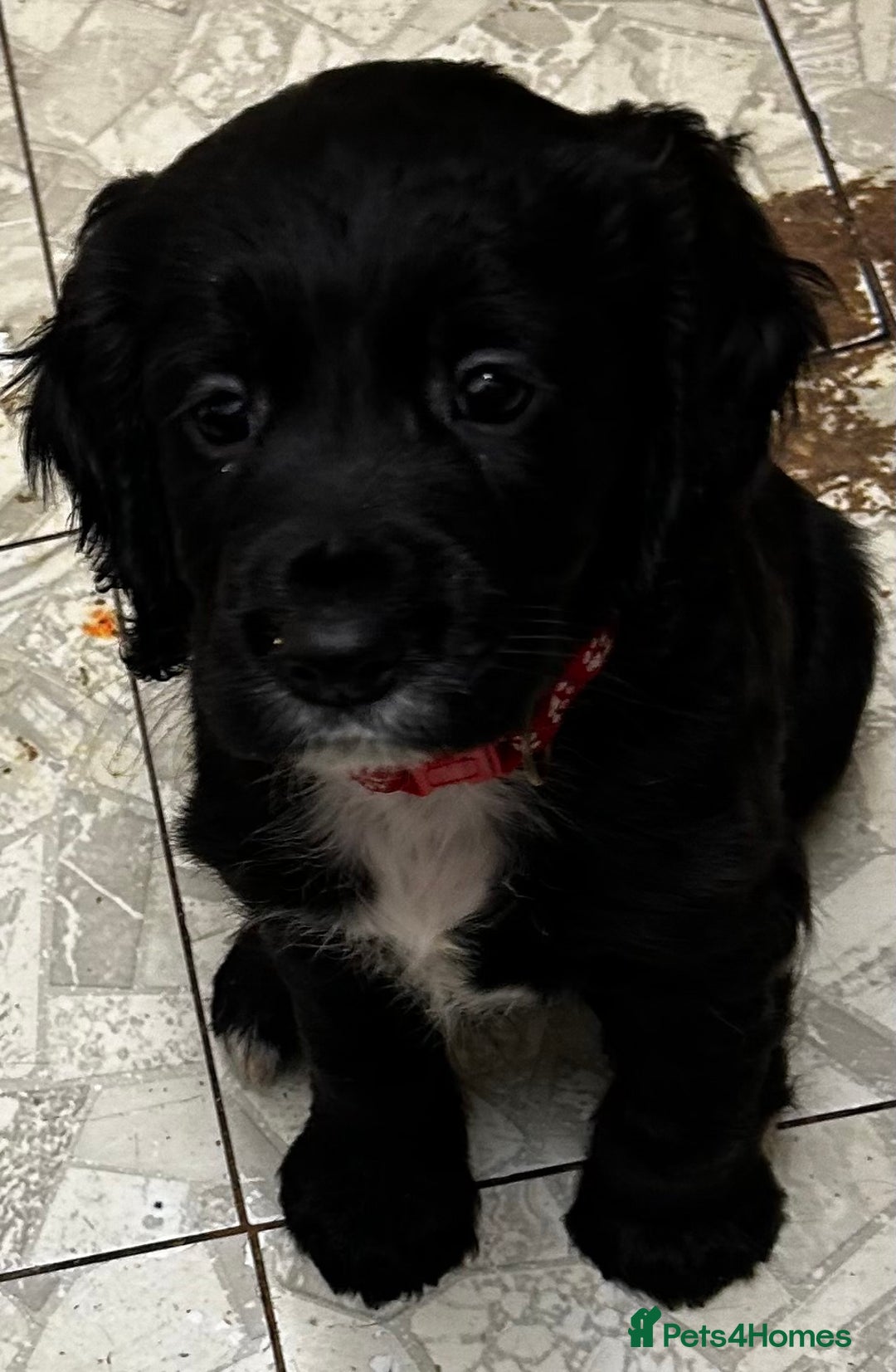 Cocker Spaniel dogs for sale: ✨ Cuddles Await from our Cocker Spaniel Pups  - Advert 15