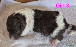 Standard Poodle dogs for sale: KC Reg Chocolate parti Standard Poodle puppies - Image 7