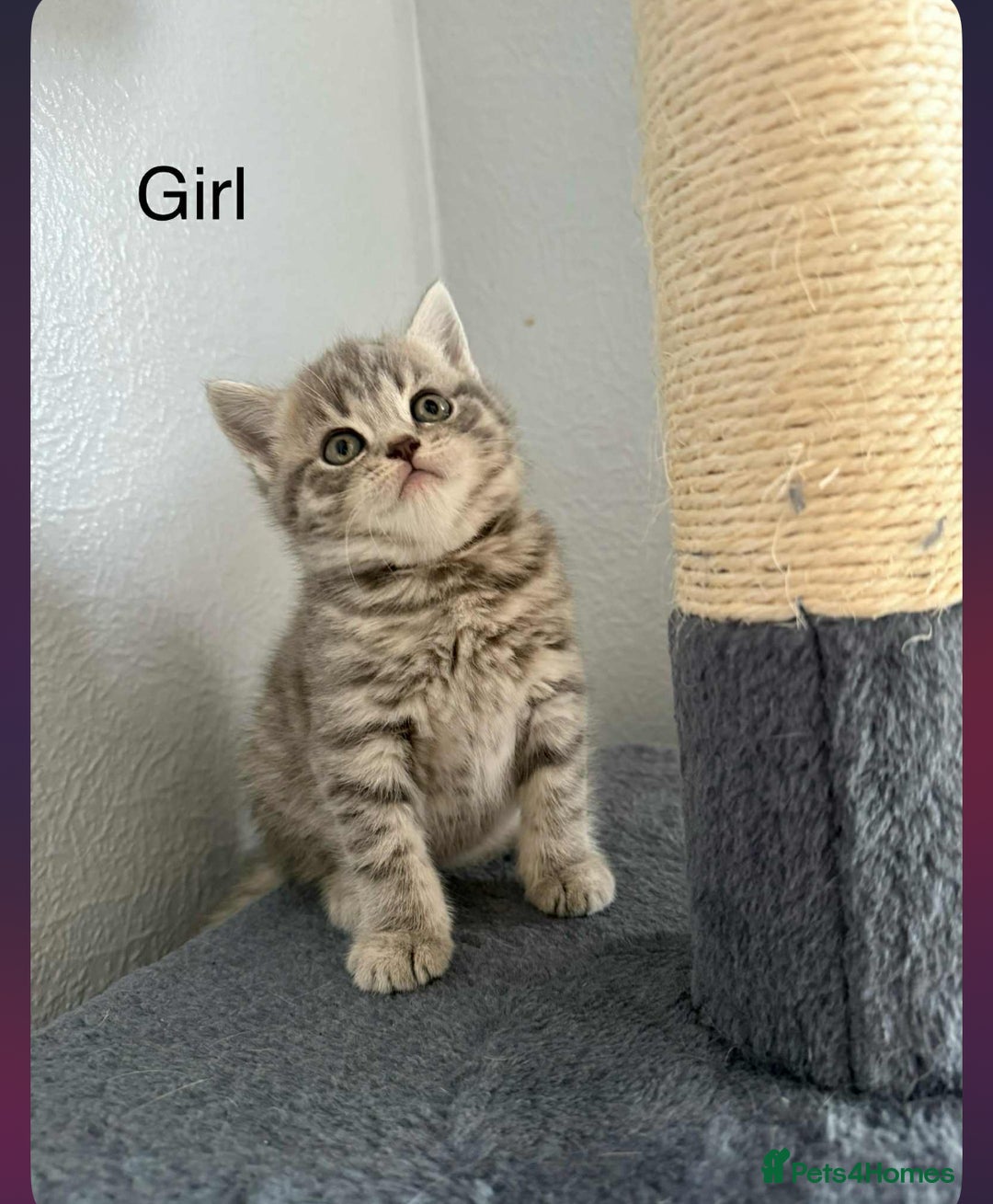 Scottish Fold cats for sale: scottish fold kittens  - Image 20