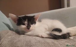 British Shorthair cats for sale: 1 gorgeous girl - Image 1