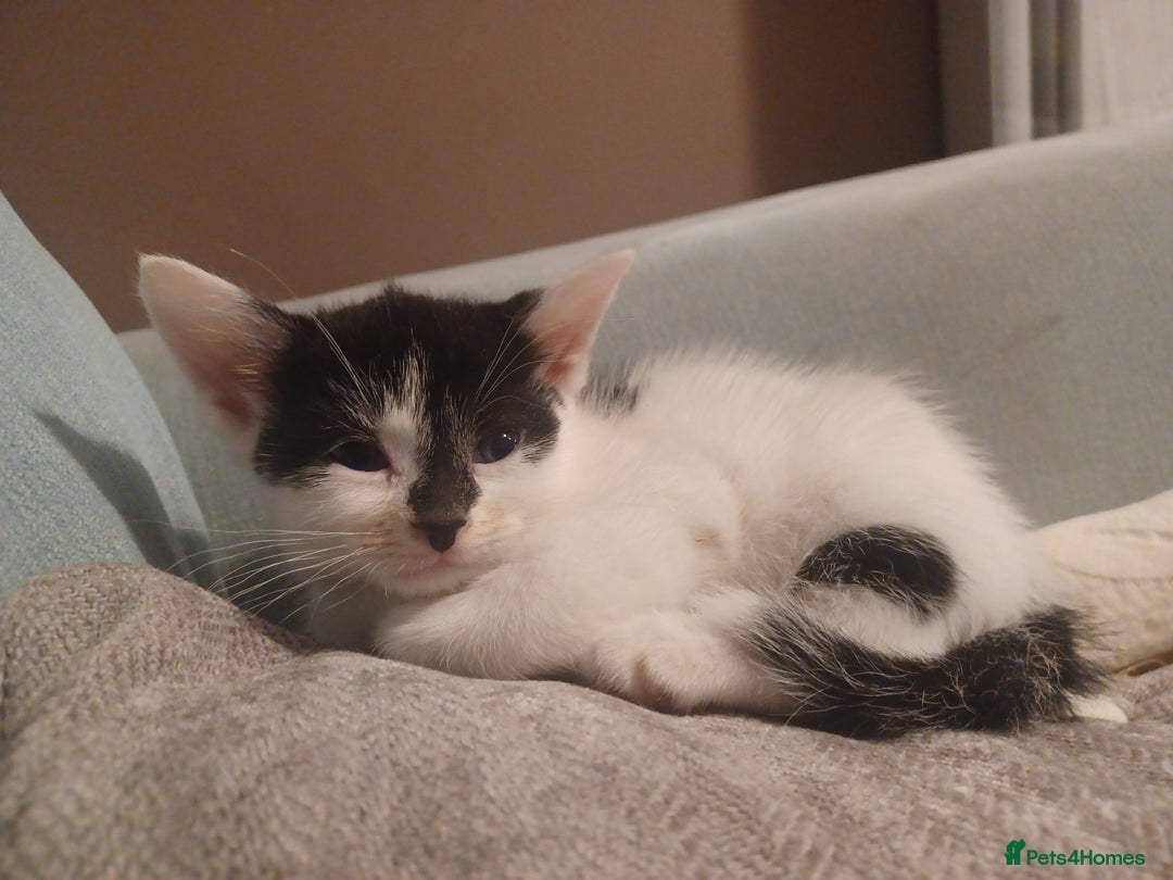 British Shorthair cats for sale: 1 gorgeous girl - Image 1