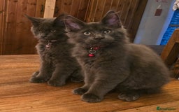 Maine Coon cats for sale: Blue Maine Coon babies - Image 1