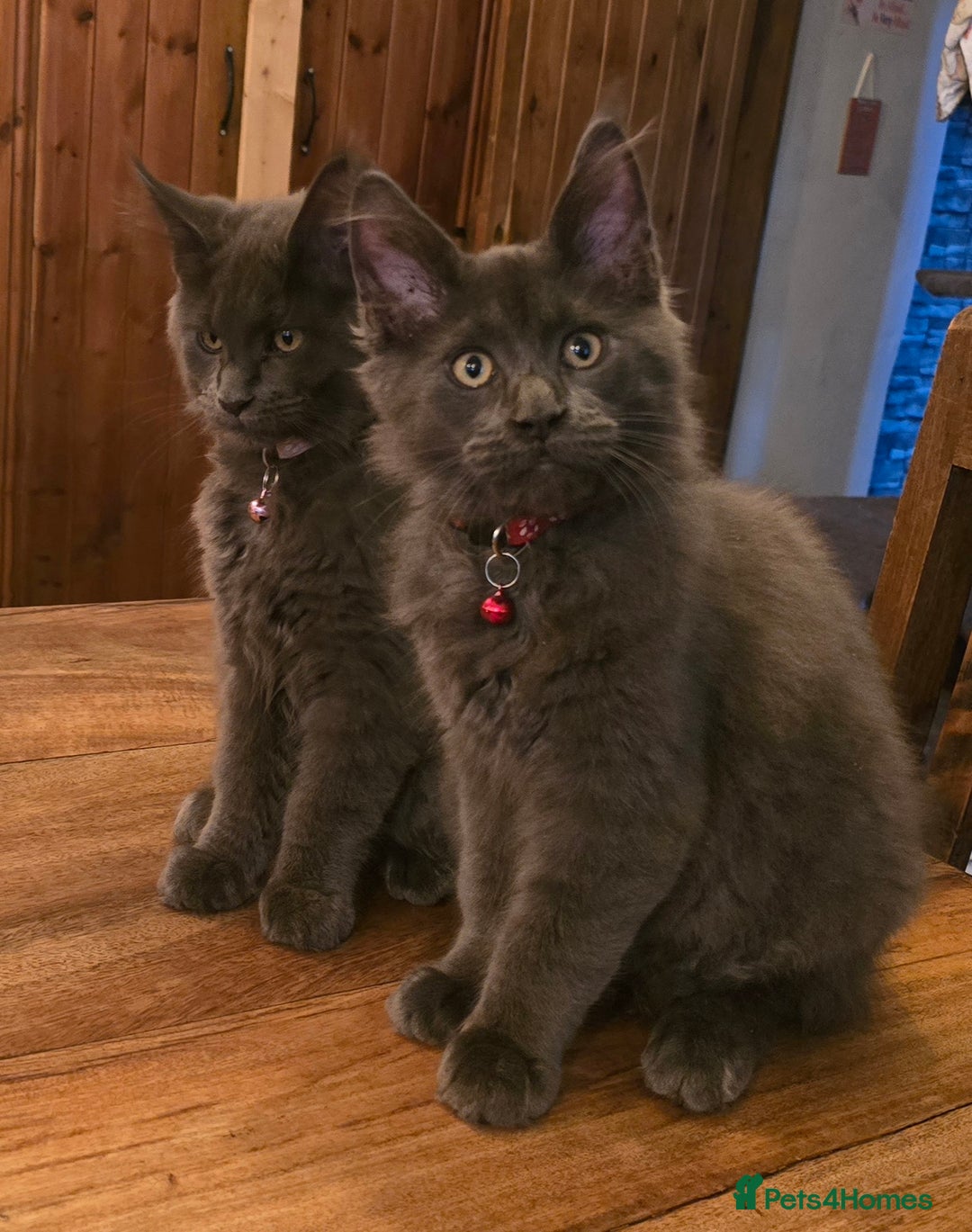 Maine Coon cats for sale: Blue Maine Coon babies - Image 1