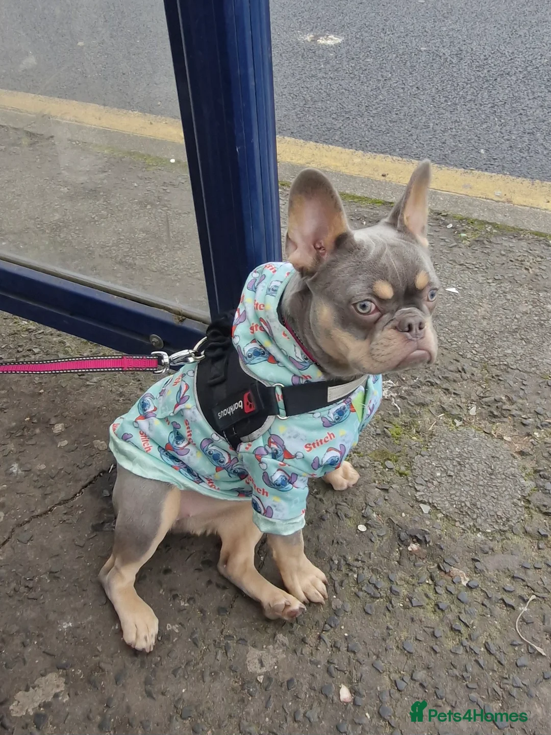 French Bulldog dogs for sale: French bulldog lilac and tan in Walsall - Advert 5