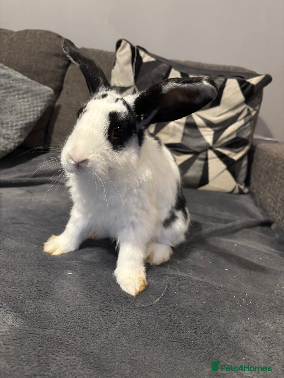 Mixed Breed rabbits for sale: Two male rabbits  - Advert 2