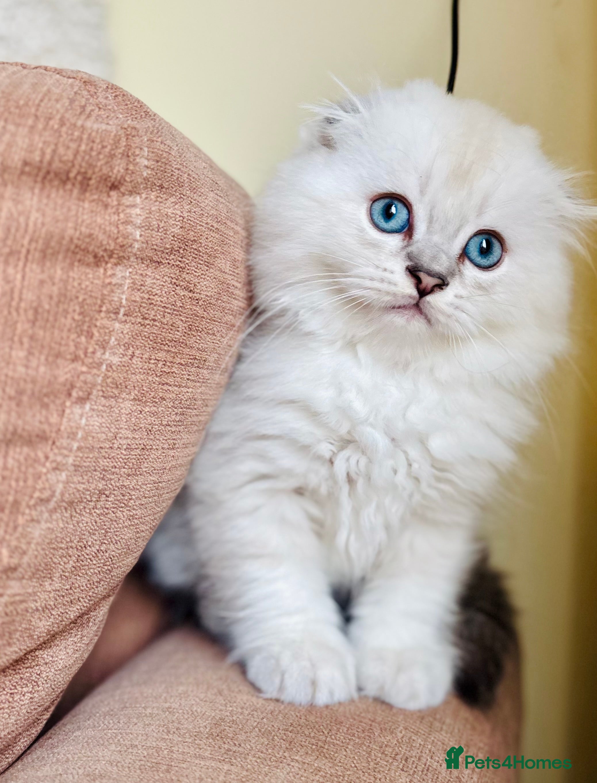 Scottish Fold cats 🌟🌟🌟🌟🌟Pedigree Scottish Fold Kittens - Advert 1