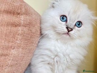 Scottish Fold cats 🌟🌟🌟🌟🌟Pedigree Scottish Fold Kittens - Advert 1