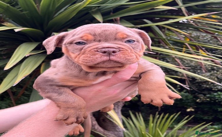 Olde English Bulldogge dogs - Advert 1