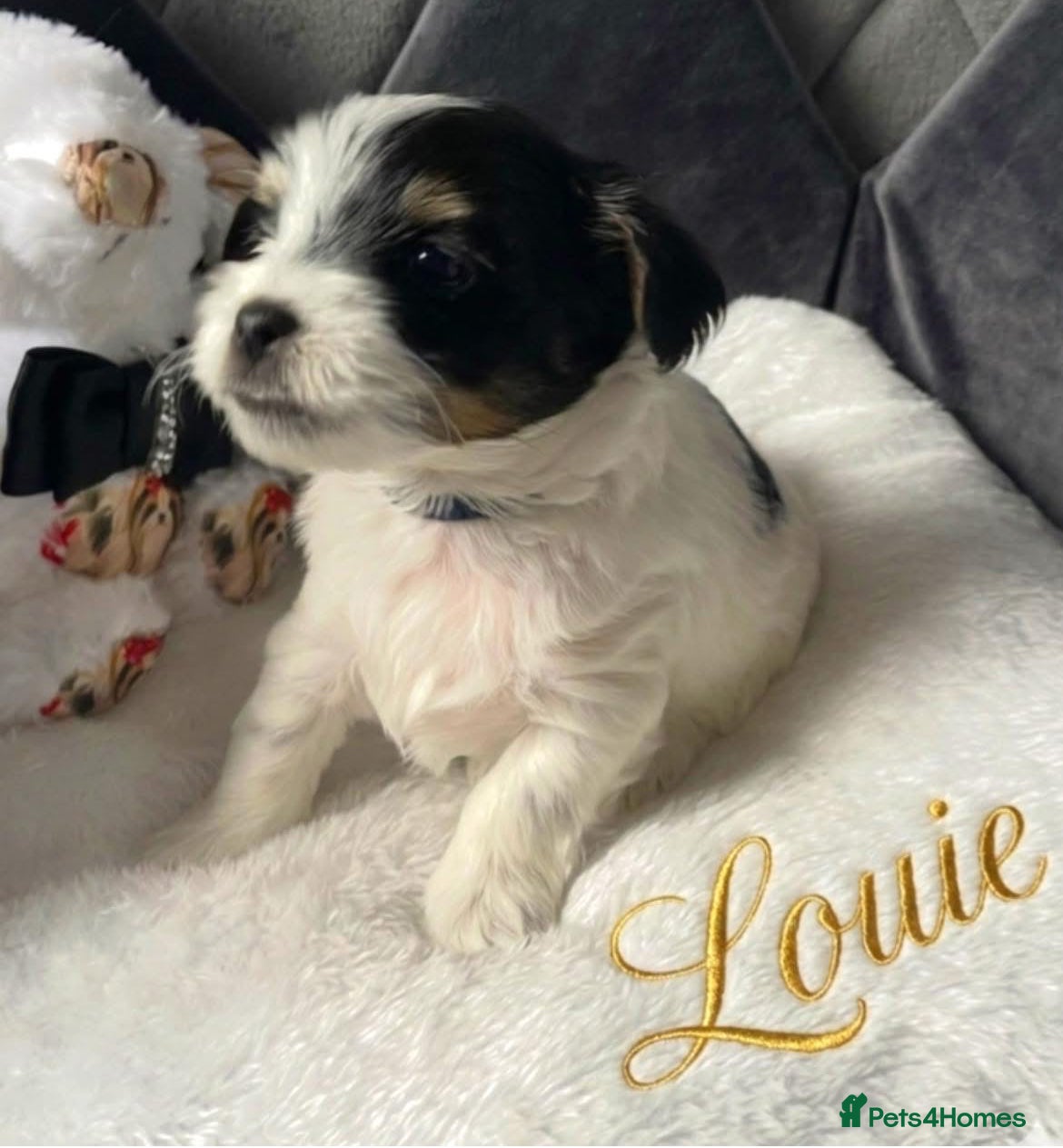 Yorkshire Terrier dogs for sale: Adorable Biewer Yorkshire Terriers - Advert 6