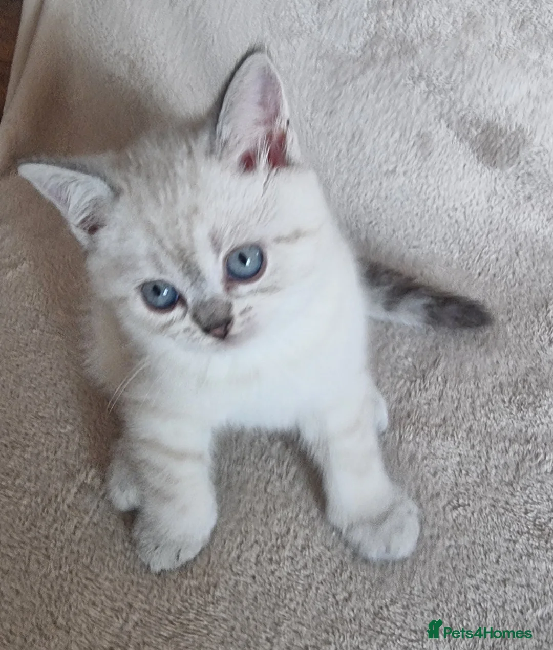 Scottish Fold cats for sale: Scottish Straight and Scottish Fold  - Advert 1