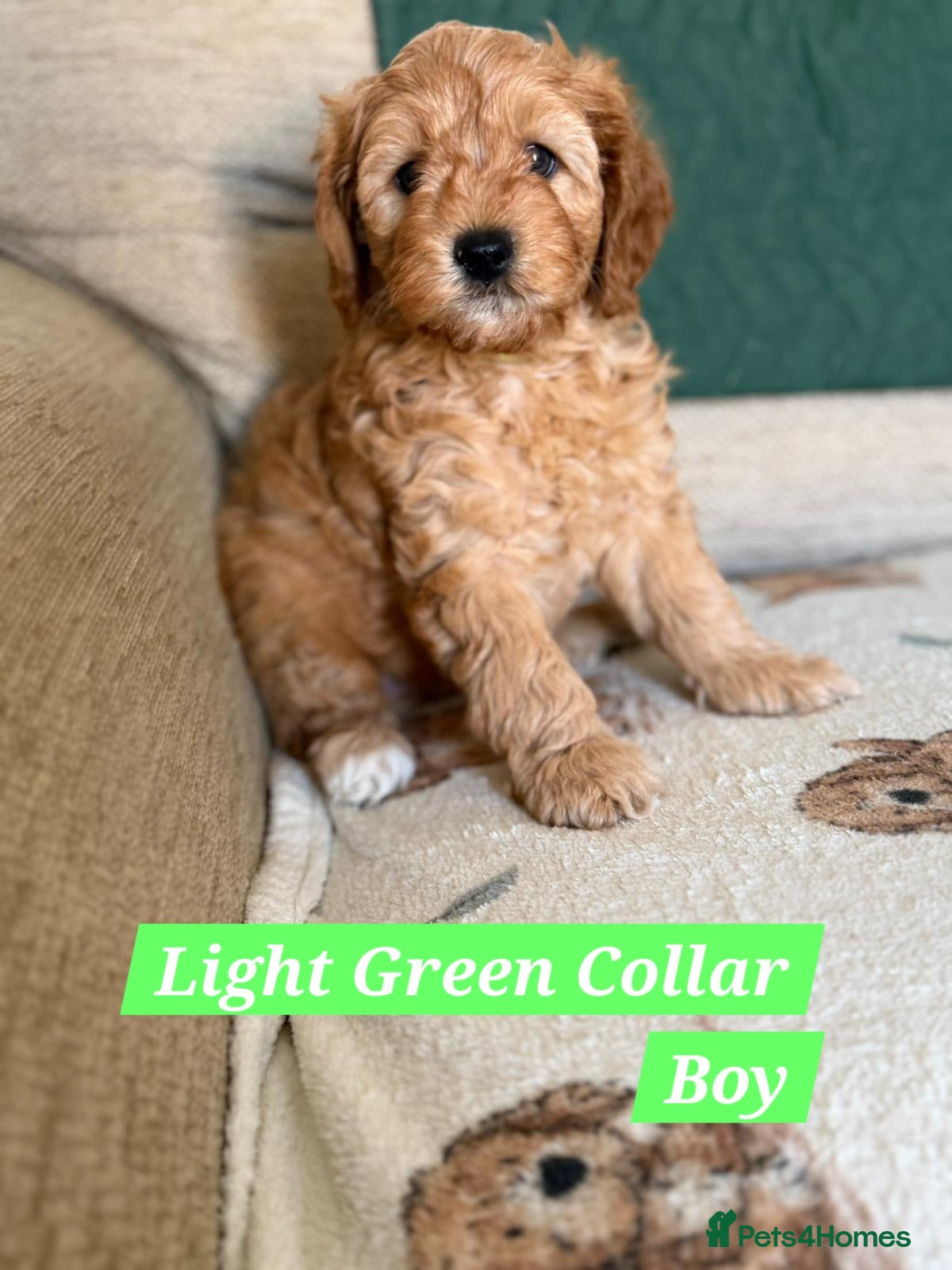 Cavapoo dogs A beautiful litter of Cavapoos - Advert 1