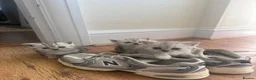 Persian cats for sale: Chinchilla Persian Kittens  in Goodwick - Advert 4