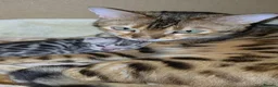 Bengal cats for sale: Full bengal girl silver grey exceptional markings in Chesterfield - Advert 3