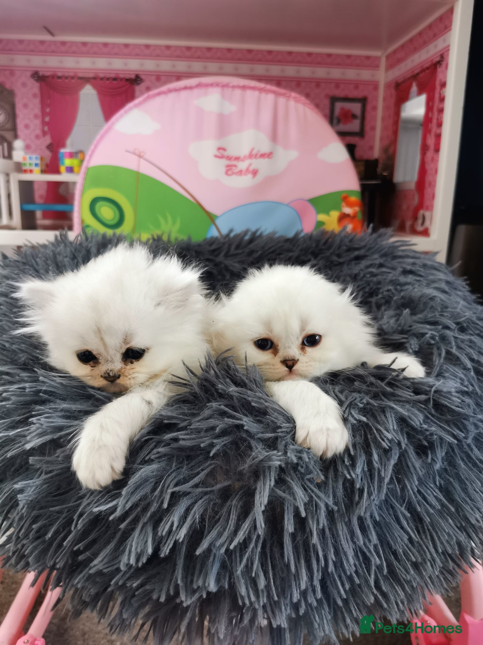 Scottish Fold cats Scottish Fold/Straight 2 Boys Left  - Advert 18