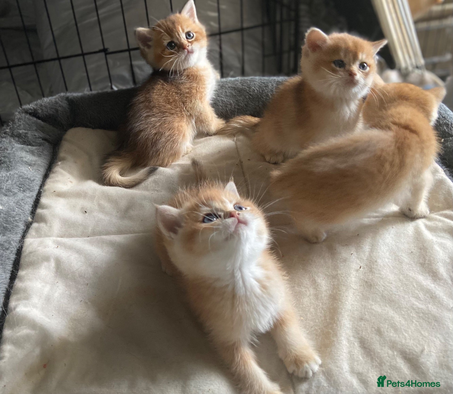 British Shorthair cats Full Pedigree British short hair kittens  - Advert 3
