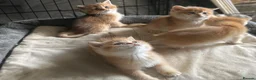 British Shorthair cats for sale: Full Pedigree British short hair kittens  - Advert 1