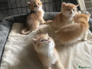British Shorthair cats Full Pedigree British short hair kittens - Advert 1