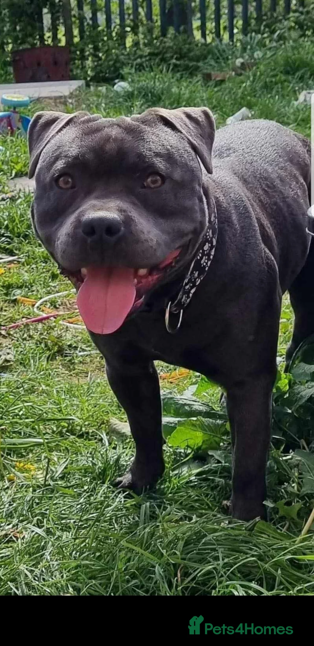 Staffordshire Bull Terrier dogs for sale: Blue KC staffys - Advert 8